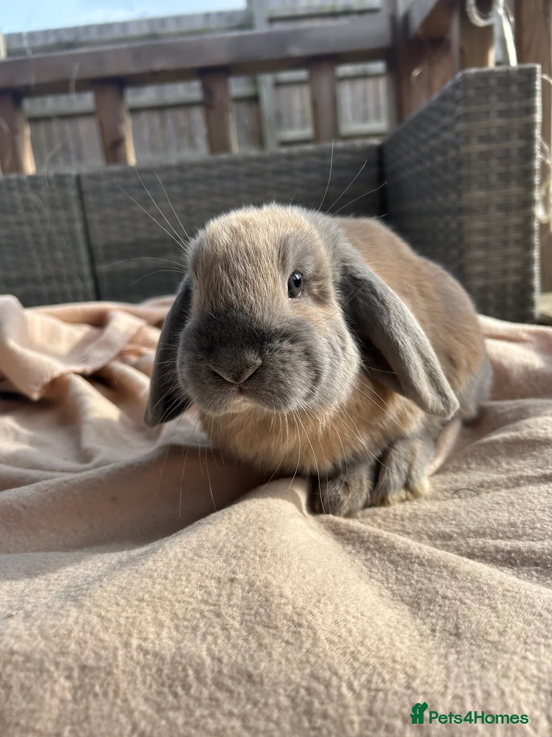 Mini Lop rabbits for sale: Beautifully marked friendly mini lop bunnies - Advert 5