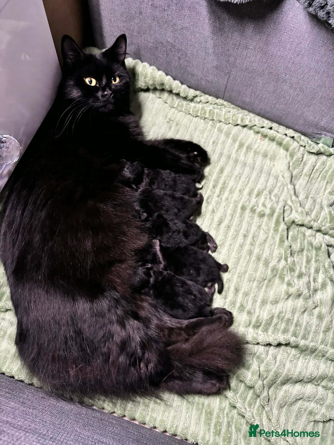 Mixed Breed cats for sale: 2 male black fluffy kittens for sale  in Rye - Advert 7