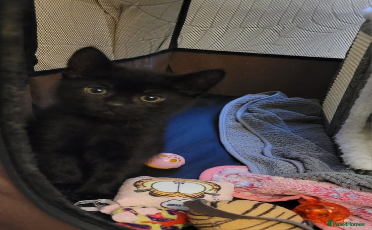 Domestic Shorthair cats - Advert 9