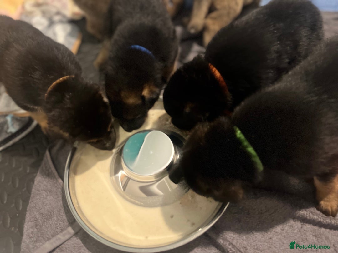German Shepherd dogs for sale: BEAUTIFUL GERMAN SHEPHERD PUPPIES 😍 - Image 3