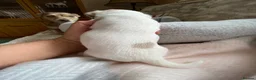 Jack Russell dogs for sale: Much Wenlock Rare Colour Jack Russell Pups Merle - Advert 23