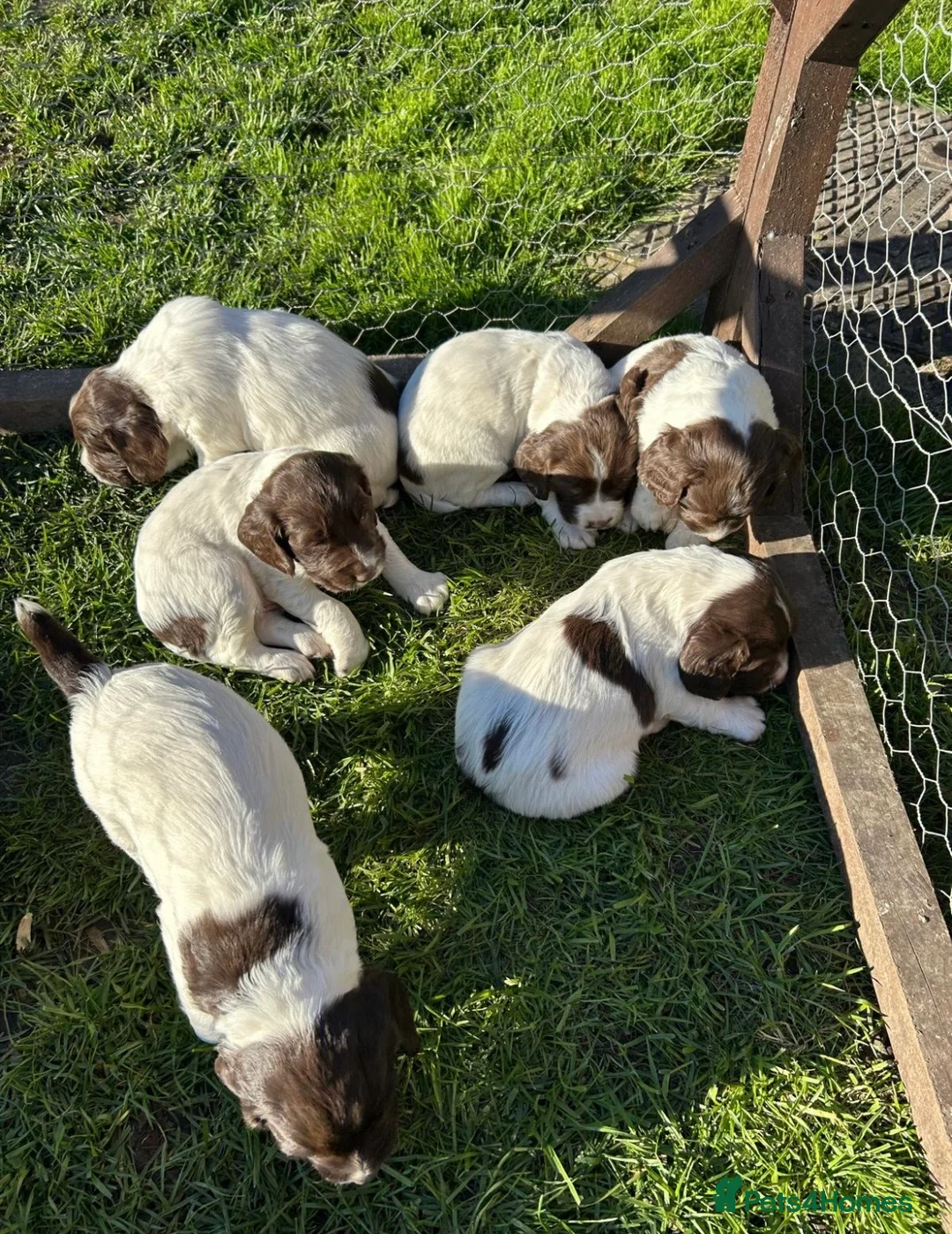 English Springer Spaniel dogs for sale: KC Springer Spaniel pups liver and white  - Advert 1
