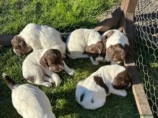 English Springer Spaniel dogs KC Springer Spaniel pups liver and white - Advert 4