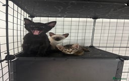 Bengal cats for sale: 1 (Left) Beautiful Bengal x Siamese kittens  in Sudbury - Image 1