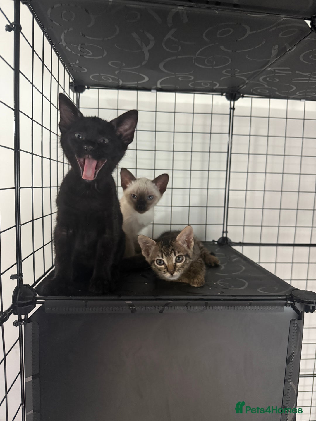 Bengal cats for sale: 1 (Left) Beautiful Bengal x Siamese kittens  in Sudbury - Image 1