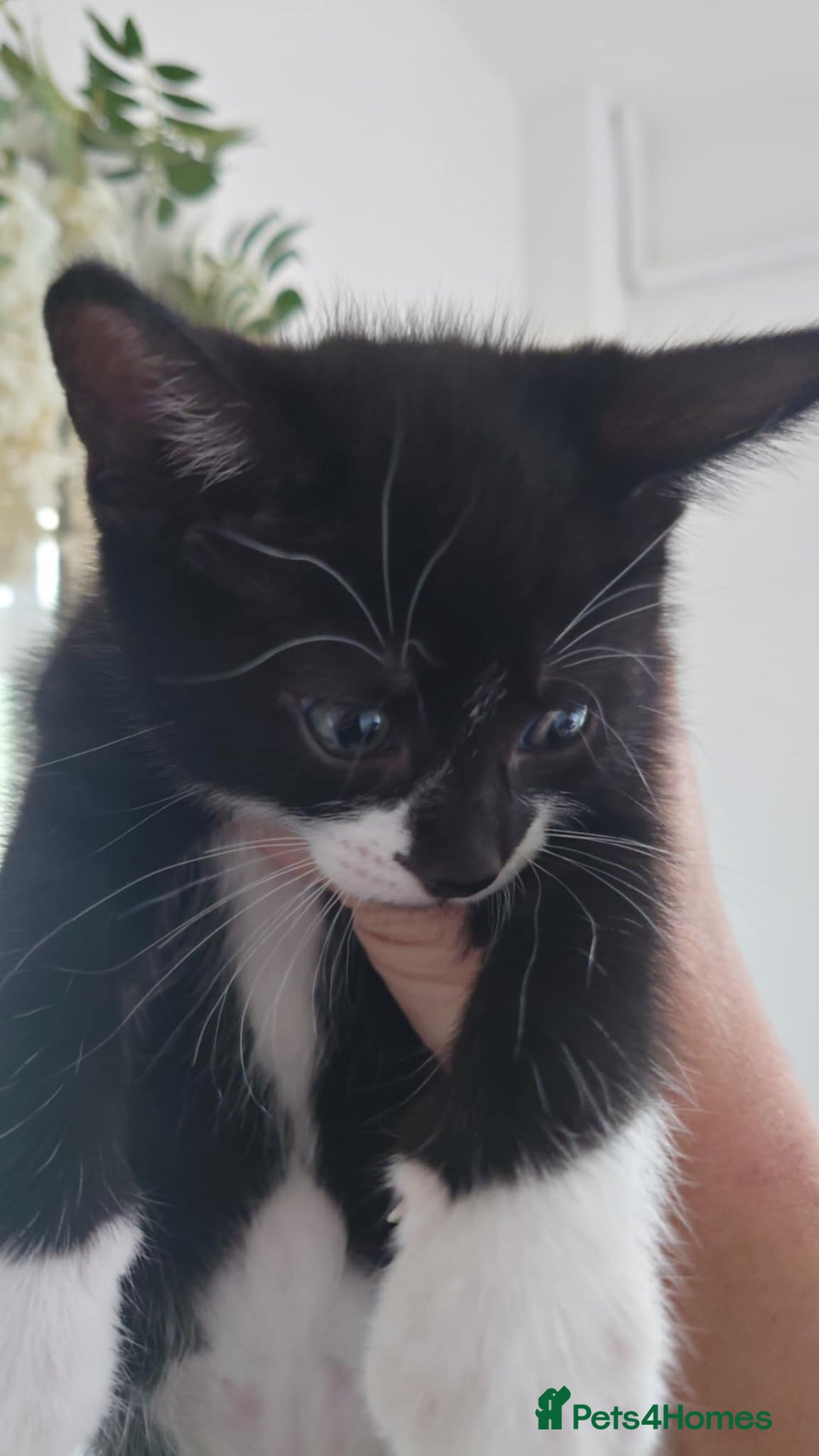 Mixed Breed cats for sale: 4 kittens ready to go  - Image 5