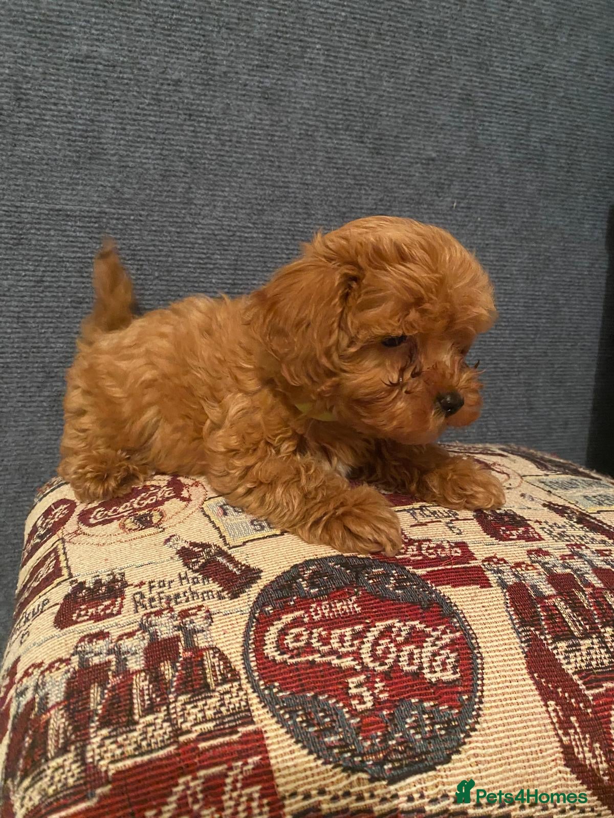 Cavapoo dogs Cavapoo x Asian poodle puppies  - Advert 3