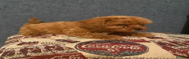Cavapoo 1