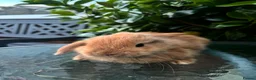 Mini Lop rabbits for sale: Mini lop, holland lop, netherland dwarf - Advert 10
