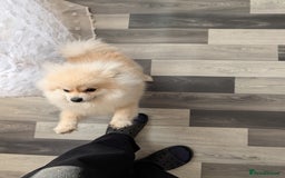 Pomeranian dogs for sale: Rehoming required for our two brothers.  - Image 10