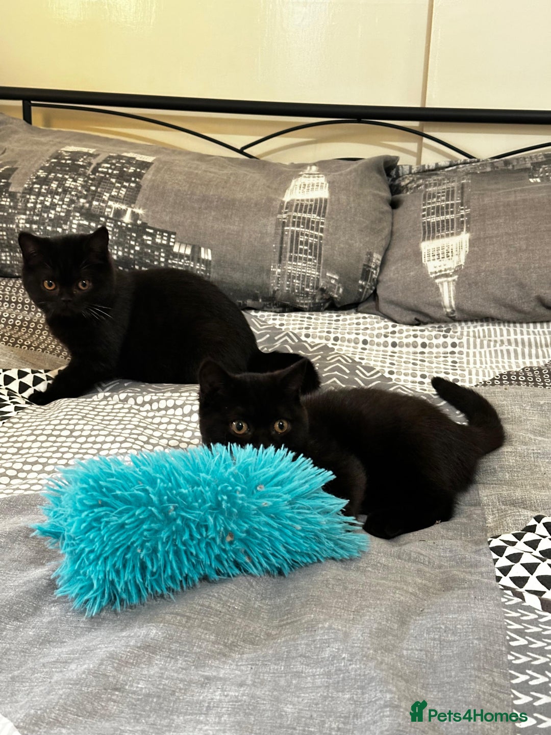 British Shorthair cats for sale: GCCF Black British Shorthair Kittens - Advert 5