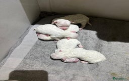 Bichon Frise dogs for sale: Pure Bichon Frise - Image 12