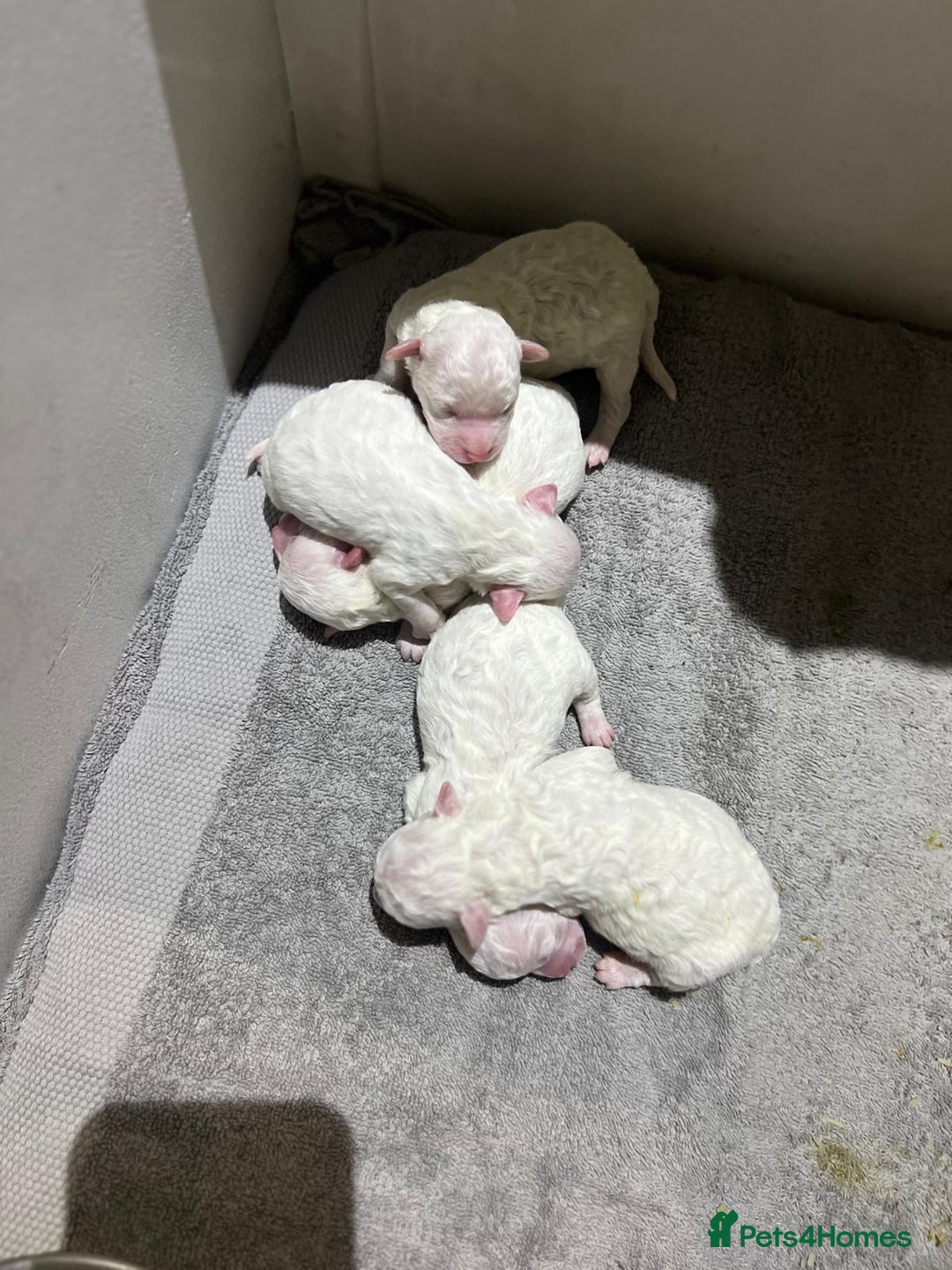 Bichon Frise dogs for sale: Pure Bichon Frise - Image 12