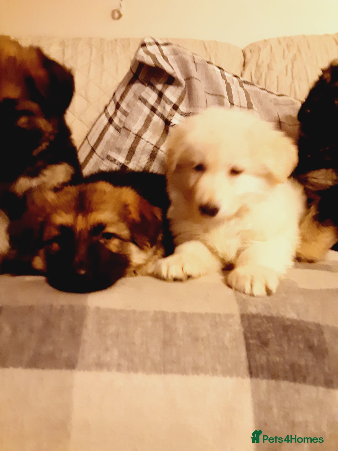 German Shepherd dogs for sale: Long haired German Shepherd pups - Advert 4