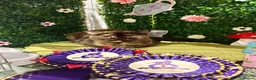 British Shorthair cats for sale: British Shorthair Kittens from Champion Parents  - Advert 18