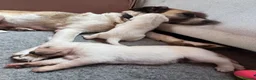 Mixed Breed dogs for sale: Lab+Akita adorable pups in Stansted - Advert 2