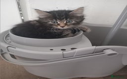 Mixed Breed cats for sale: From Our Loving Home to Yours - Image 15