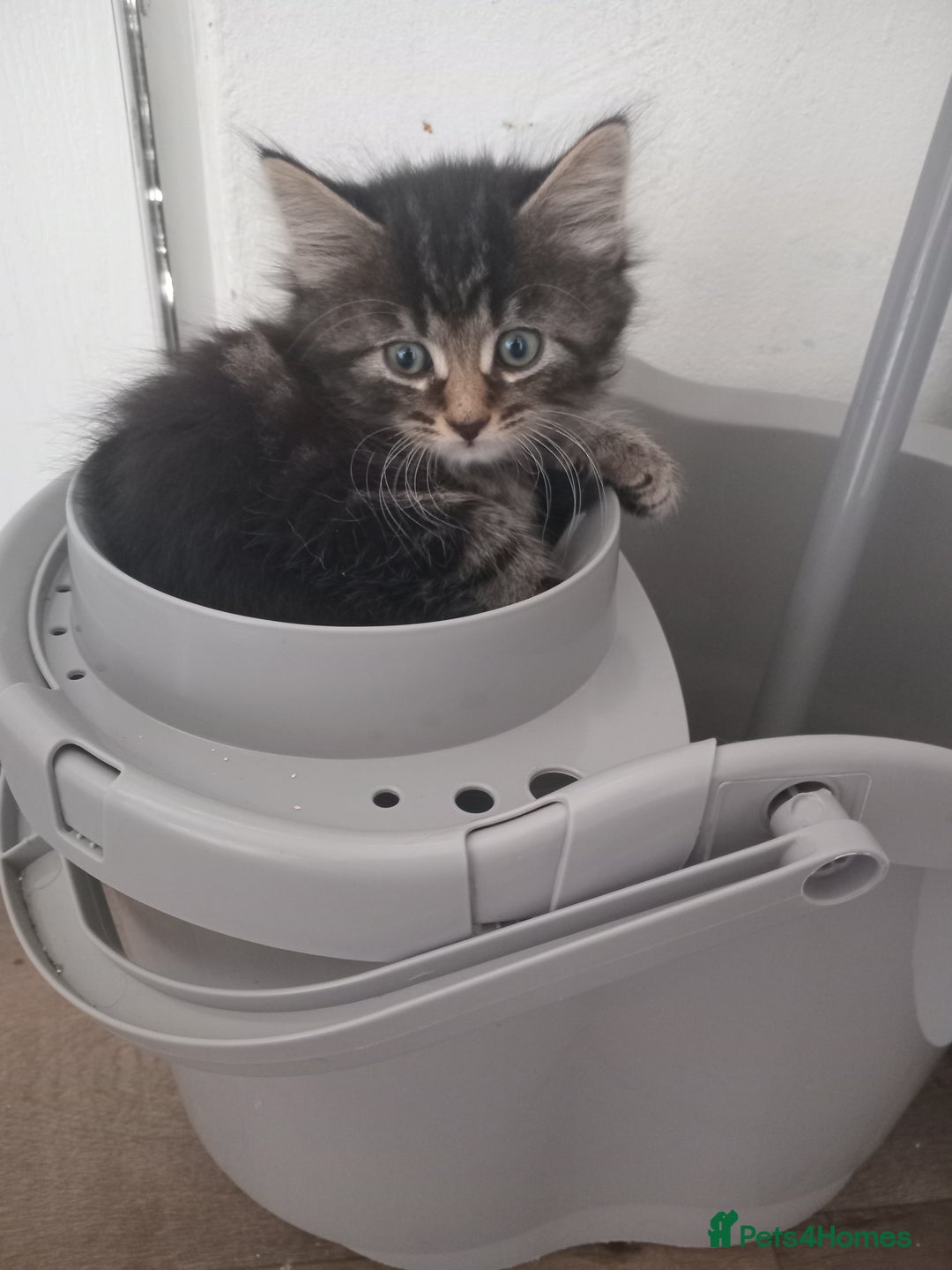 Mixed Breed cats for sale: From Our Loving Home to Yours - Image 15