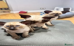Siamese cats for sale: Siamese GCCF Registered Kittens - Image 16