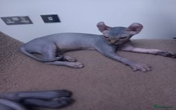 Sphynx cats for sale: Amazing kittens  - Image 33