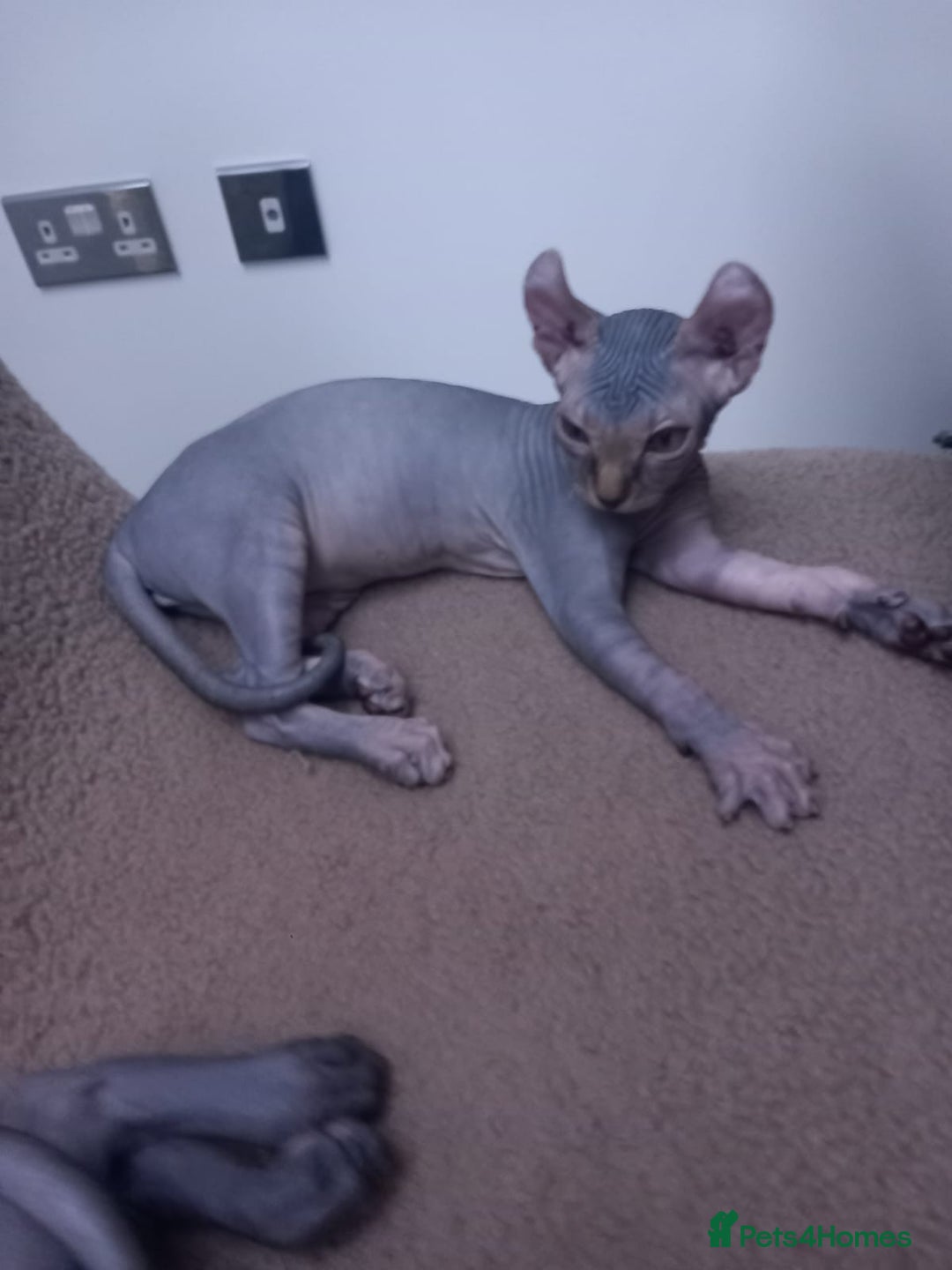 Sphynx cats for sale: Amazing kittens  - Image 33