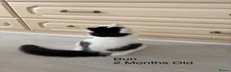 Mixed Breed cats for sale: Bobtail and Ragdoll mixed - Advert 12