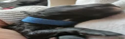 Mixed Breed dogs for sale: 3 Adorable F2B crested poos in Withernsea - Advert 12