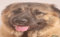 Caucasian Shepherd Dog dogs for sale: Caucasian Shepherd Female 1 Year and 10 months - Image 4