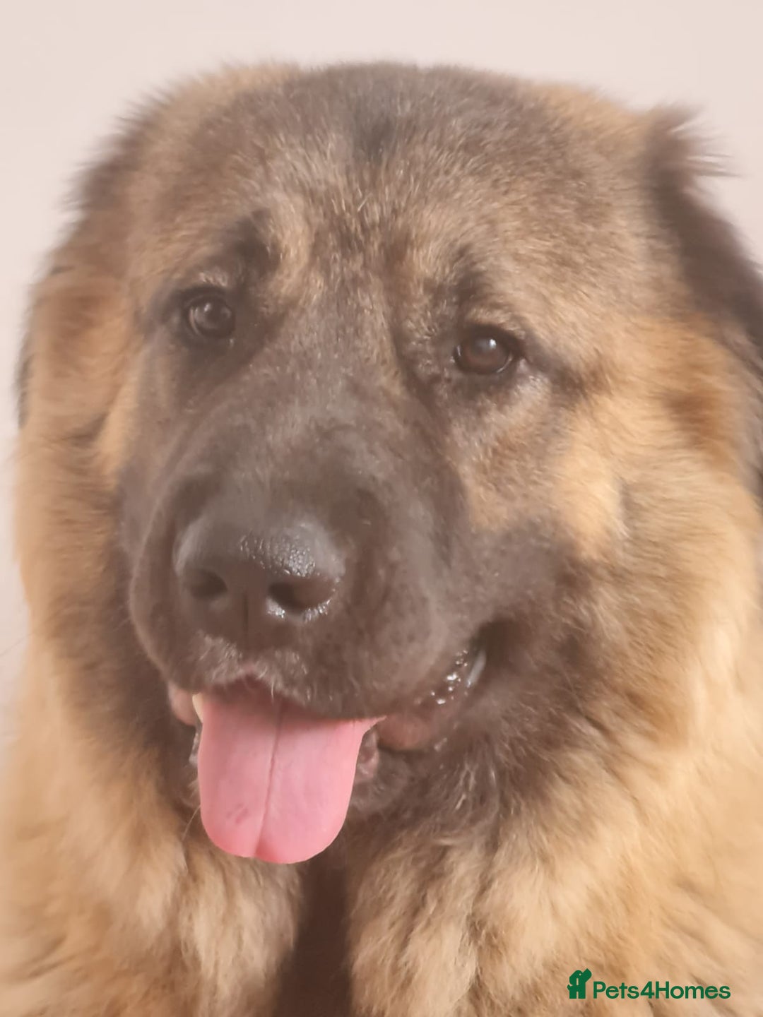 Caucasian Shepherd Dog dogs for sale: Caucasian Shepherd Female 1 Year and 10 months - Image 4