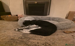 Borador dogs for sale: 6 Month Old Borador - Sad Sale - Image 3