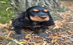 Cocker Spaniel dogs for sale: TRUE SHOW TYPE HEALTH TESTED SHOW TYPE  - Image 9