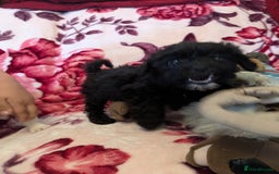 Mixed Breed dogs for sale: F1b cockapoo - Image 5
