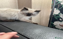 Ragdoll cats for sale: 2 stunning seal point ragdoll boys  - Image 10