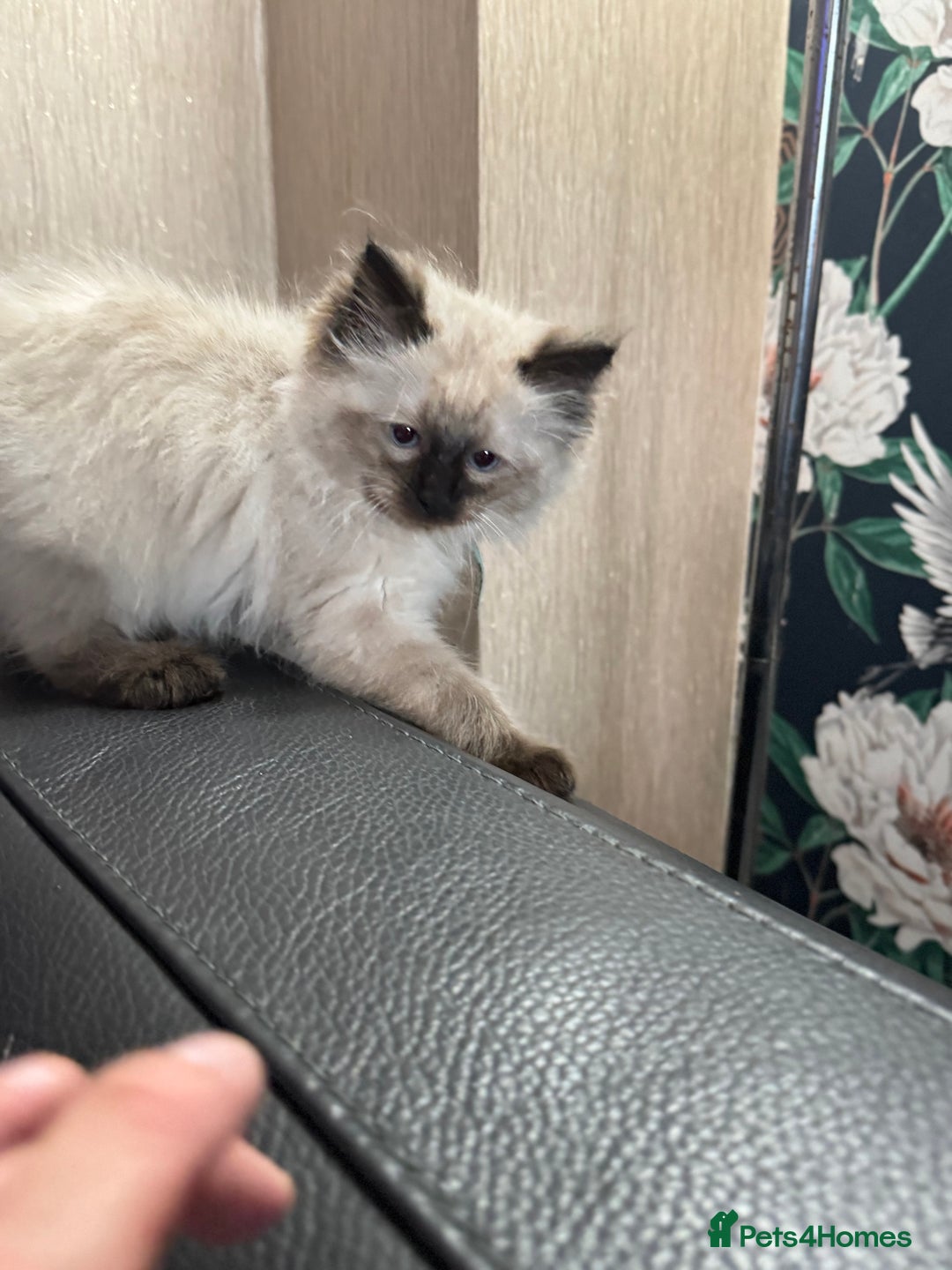 Ragdoll cats for sale: 2 stunning seal point ragdoll boys  - Image 10