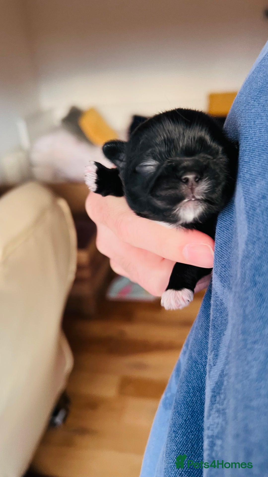 Shih Tzu dogs for sale: Shih Tzu Puppies - Advert 4