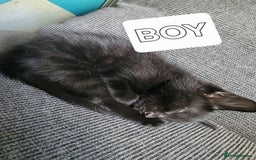Mixed Breed cats for sale: 5 Beautiful kitten for sale - Image 10