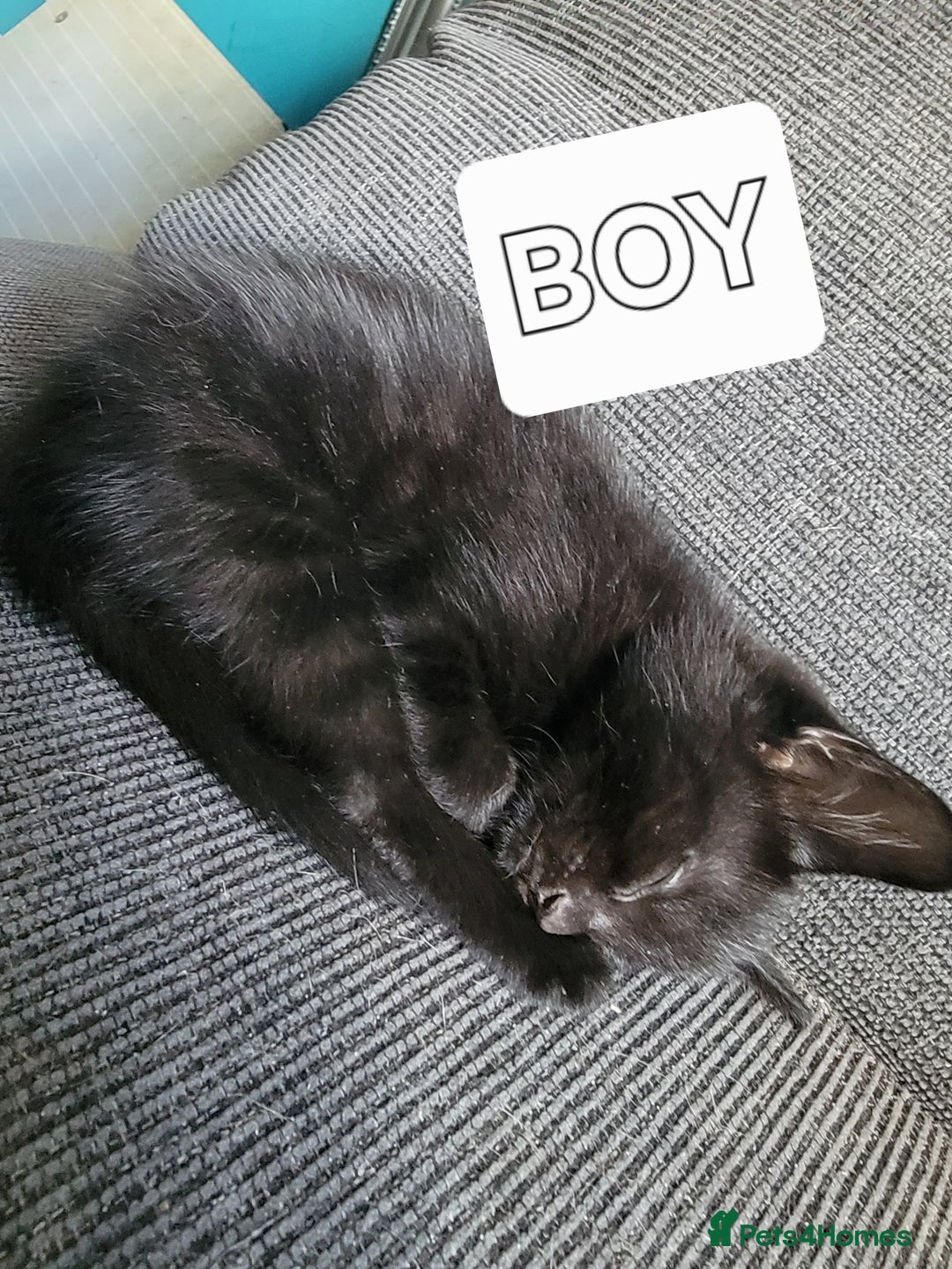 Mixed Breed cats for sale: 5 Beautiful kitten for sale - Image 10