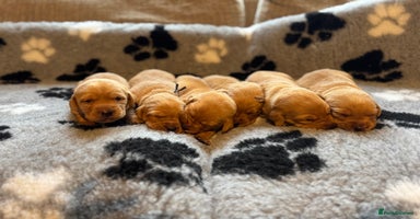 Labrador Retriever dogs Kc registered red labs  - Advert 16