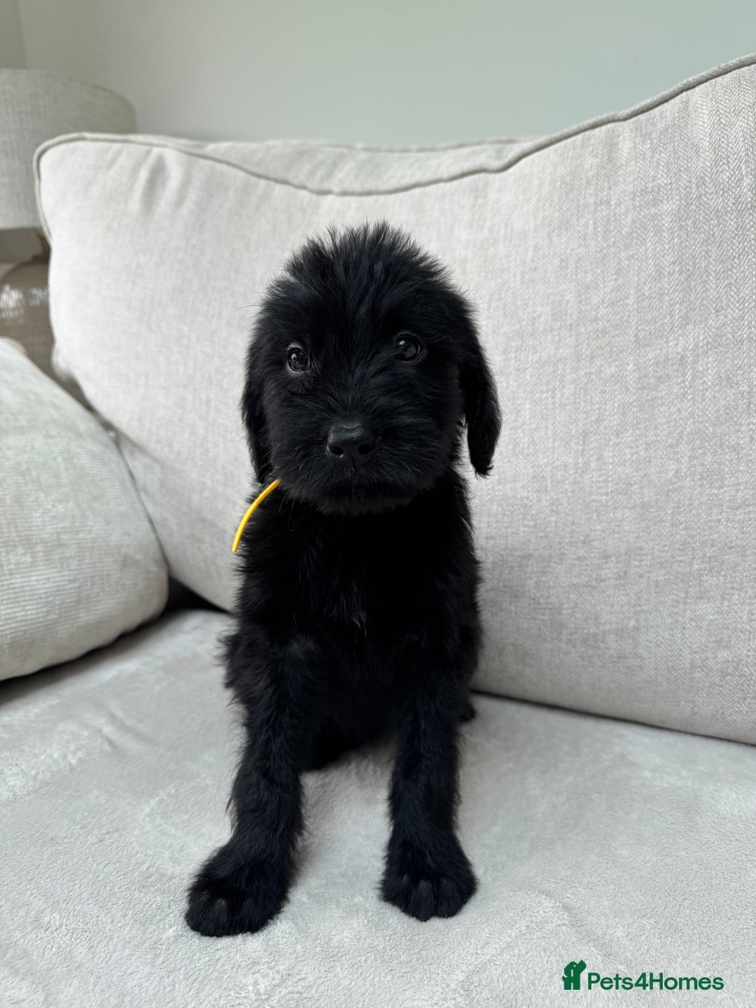 Mixed Breed dogs for sale: 🐾 🧸 *Ready Saturday* Beautiful Doodles 💕🐾 - Image 14