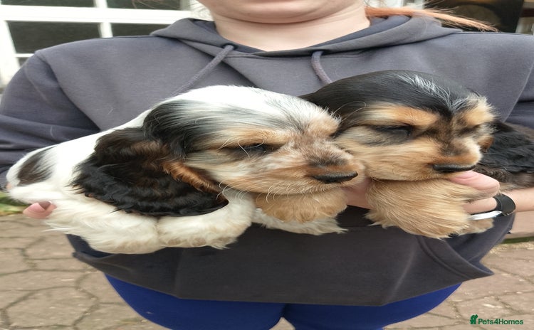 Cocker Spaniel dogs - Advert 7