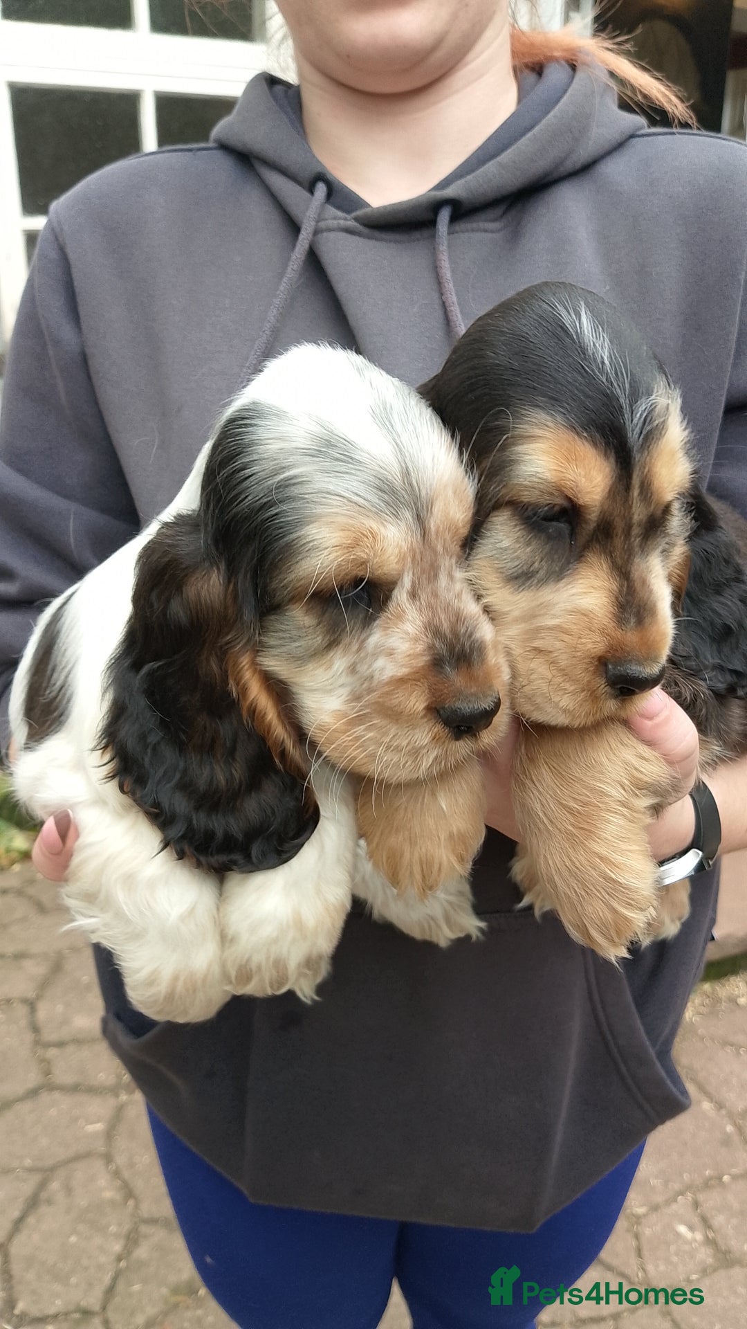 Cocker Spaniel dogs for sale: KC Registered Show type Cocker Spaniels  - Image 1