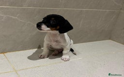 Dachshund dogs for sale: Dachshund Puppies - Image 16