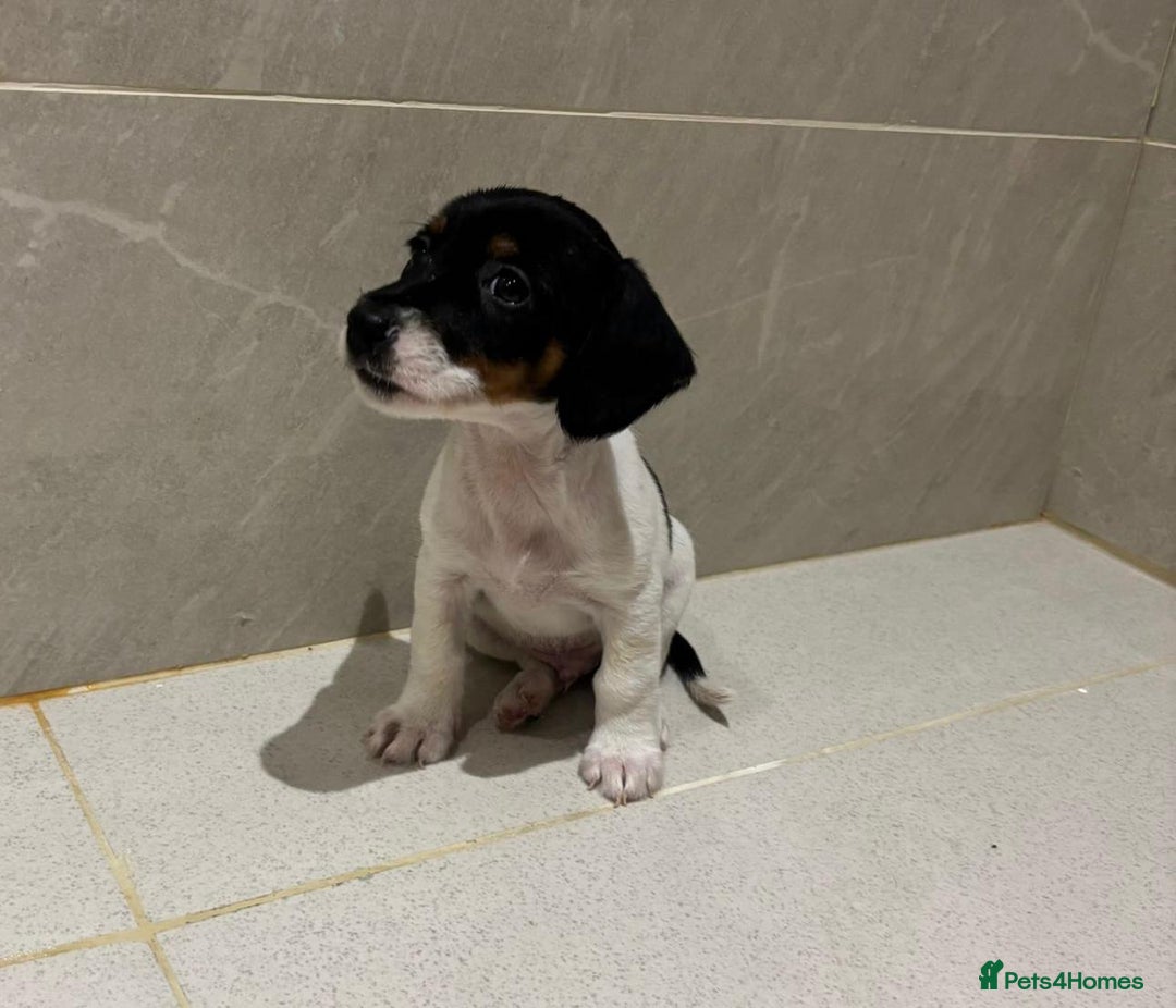 Dachshund dogs for sale: Dachshund Puppies - Image 16