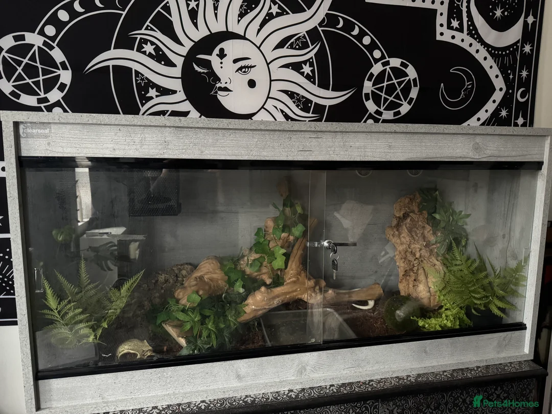 Python Snake reptiles for sale: Blue Eyed Leucitic Royal/Ball Python With Set Up - Advert 6