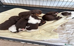 Cocker Spaniel dogs for sale: Beautiful working cocker spaniels  - Image 5