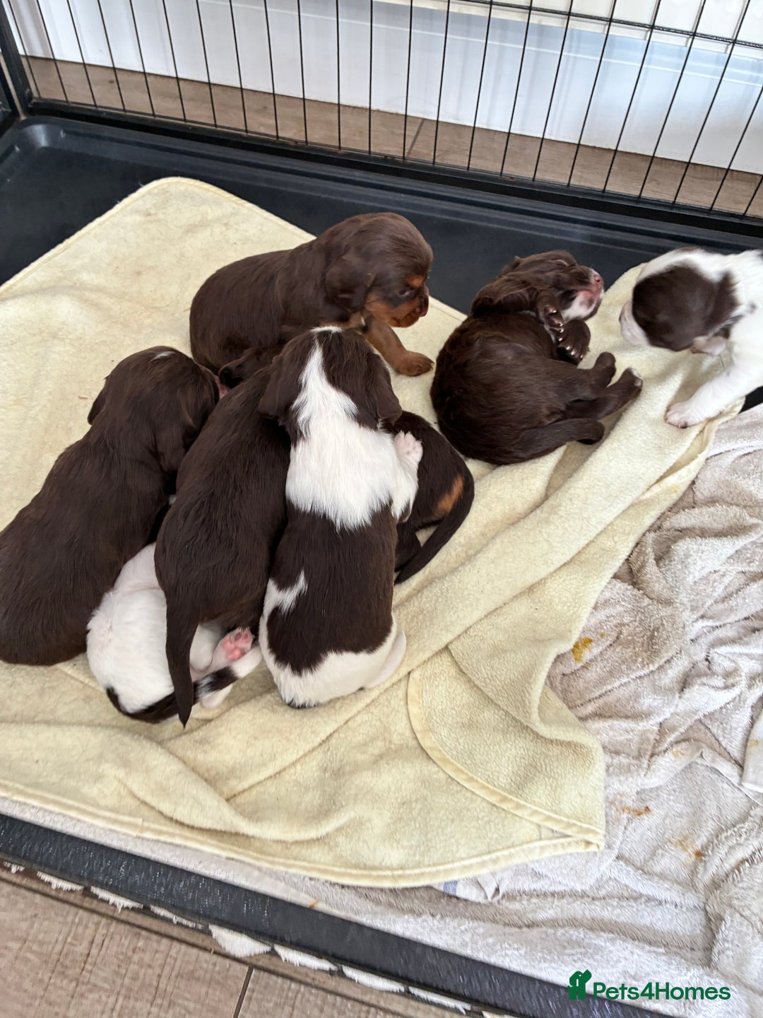 Cocker Spaniel dogs for sale: Beautiful working cocker spaniels  - Image 5