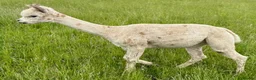 Alpaca livestock for sale: Beautiful group of coloured female alpaca and cria - Advert 6
