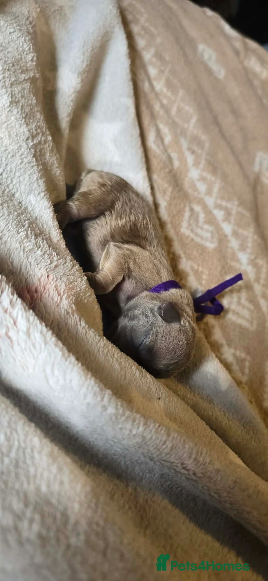 French Bulldog dogs for sale: Frenchies for sale - Advert 2