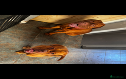 Dogue De Bordeaux dogs for sale: Full kc registered champion bloodline ddb puppies  - Image 4