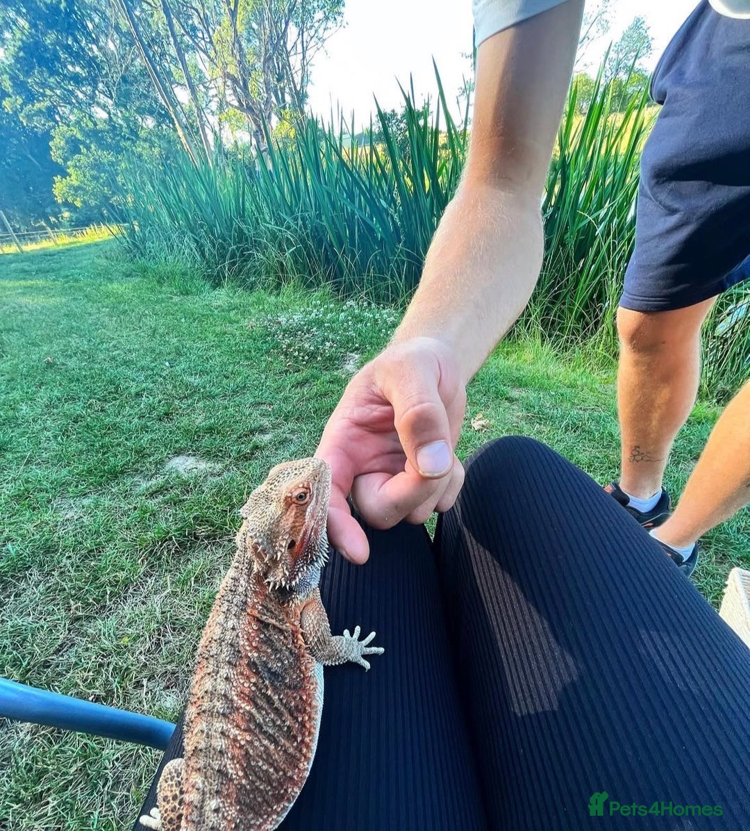 Bearded Dragon reptiles for sale: Female Bearded Dragon with full set up  - Image 6